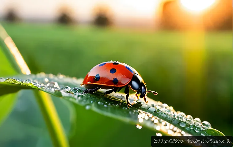 레이디버그 동영상 조회수 - Photorealistic close-up of a bright red ladybug with black spots walking across a fresh green leaf c...